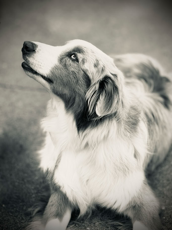 Australian Shepherd  looking up